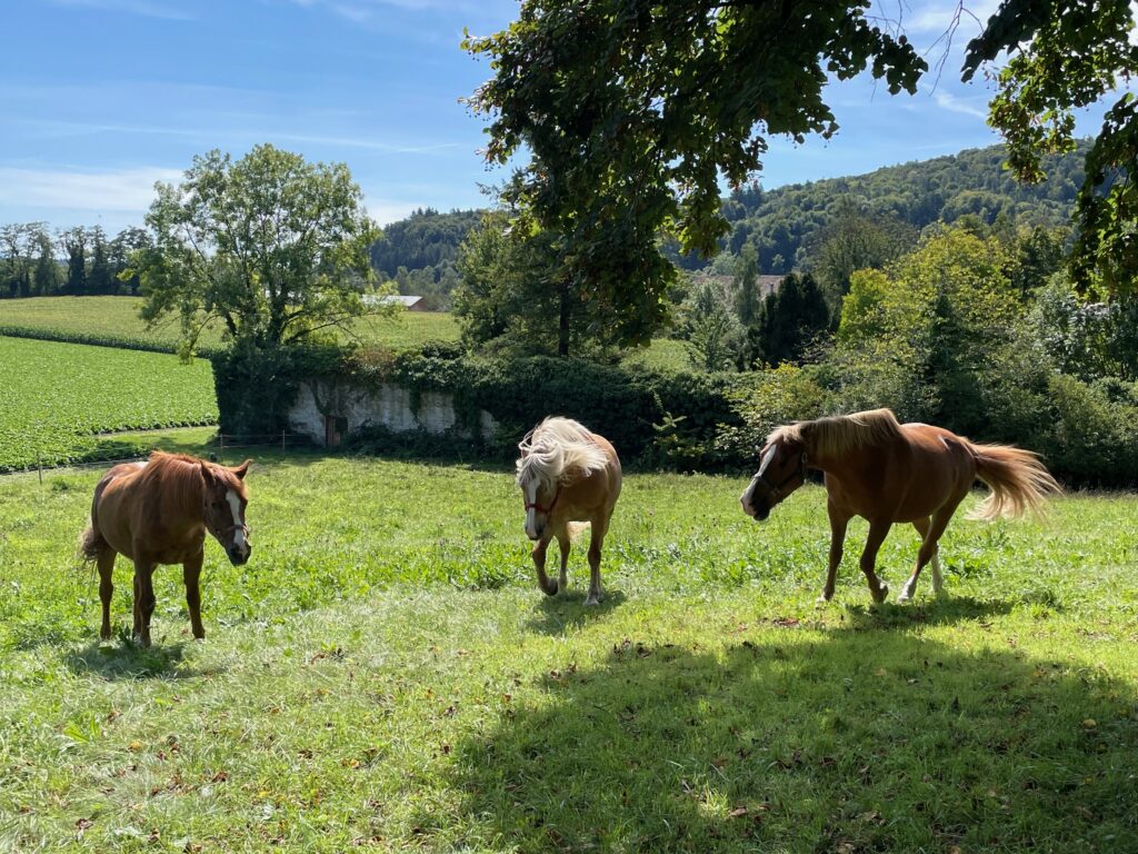 neugierige Pferde